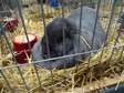 Największa w Polsce wystawa królików i drobnego inwentarza za nami